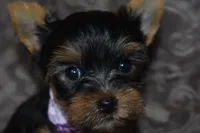 Mooney, a male Yorkshire Terrier for sale in Fairfax, MO – 4 of 4