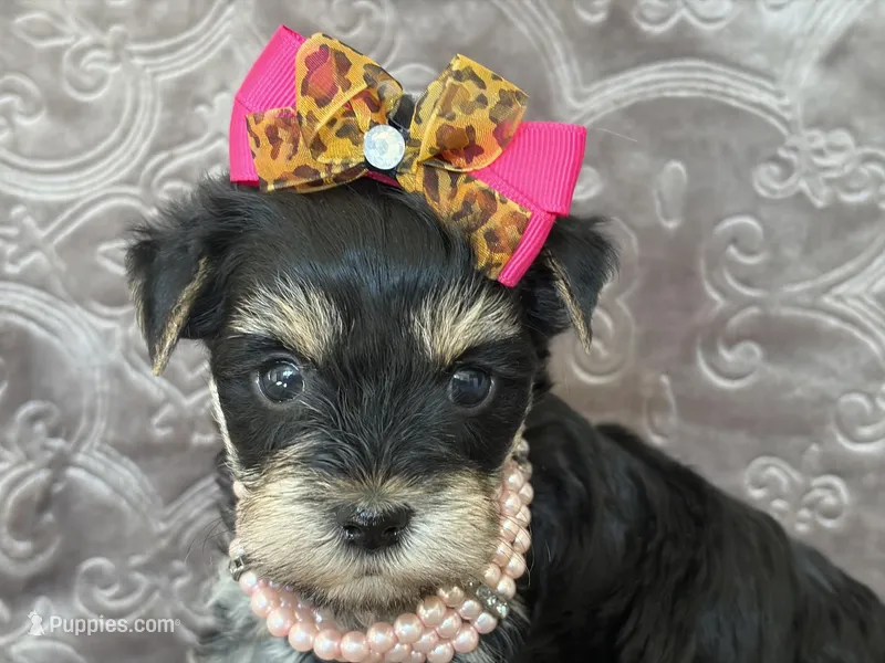 Kandy – Miniature Schnauzer, Yorkshire Terrier puppy for sale in Fairfax, MO