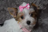 Parti Girl, a female Yorkshire Terrier for sale in Fairfax, MO – 2 of 3