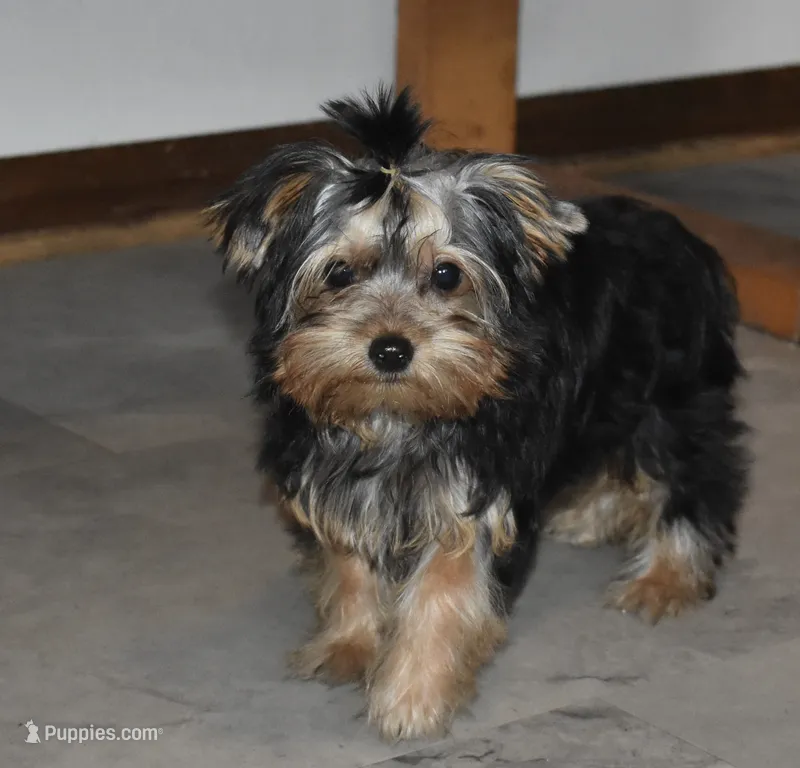 Mooney – Yorkshire Terrier puppy for sale in Fairfax, MO