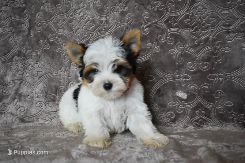 Parti Boy – Yorkshire Terrier puppy for sale in Fairfax, MO