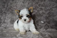 Parti Boy, a male Yorkshire Terrier for sale in Fairfax, MO – 1 of 5
