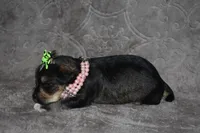 Kelly, a female Miniature Schnauzer and Yorkshire Terrier for sale in Fairfax, MO – 3 of 4