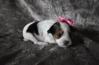 Gracelyn, a female Yorkshire Terrier for sale in Fairfax, MO – 2 of 5
