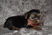 Mavrick, a male Yorkshire Terrier for sale in Fairfax, MO – 2 of 4