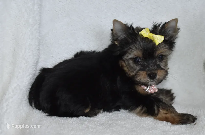 Nikki – Yorkshire Terrier puppy for sale in Fairfax, MO