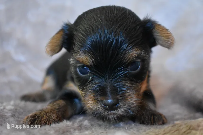 Mason – Yorkshire Terrier puppy for sale in Fairfax, MO