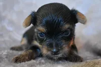 Mason, a male Yorkshire Terrier for sale in Fairfax, MO – 1 of 4