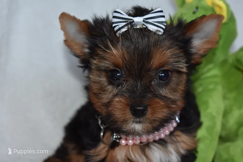 Ella – Yorkshire Terrier puppy for sale in Fairfax, MO