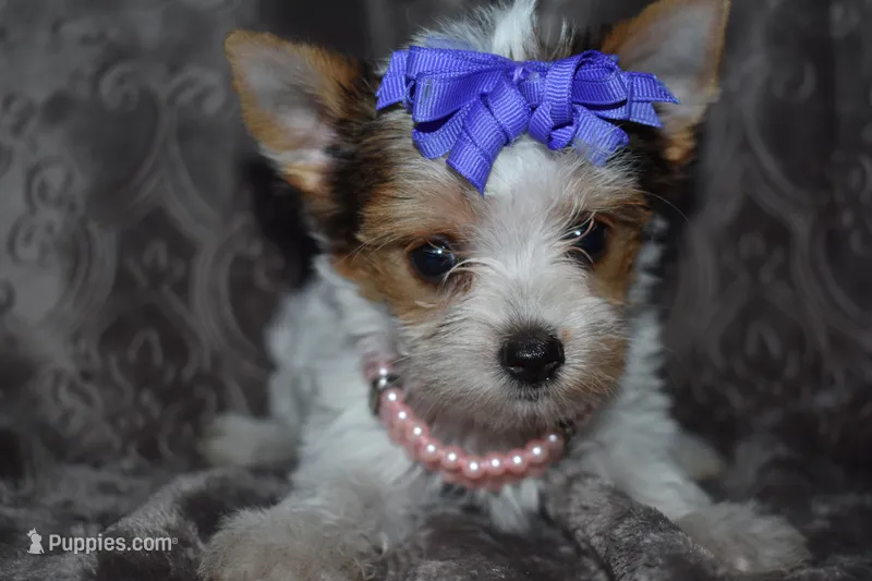 Parti Girl – Yorkshire Terrier puppy for sale in Fairfax, MO