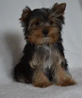 Bean, a male Yorkshire Terrier for sale in Fairfax, MO – Photo 1 of 3