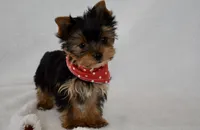 Bean, a male Yorkshire Terrier for sale in Fairfax, MO – Photo 4 of 4