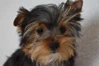 Bean, a male Yorkshire Terrier for sale in Fairfax, MO – Photo 3 of 3