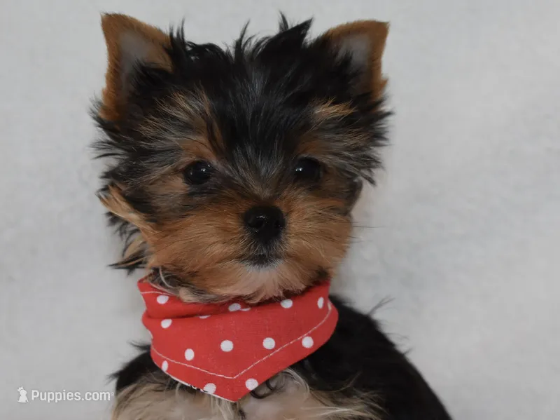 Bean, a male Yorkshire Terrier for sale in Fairfax, MO – Photo 1 of 4