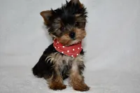 Bean, a male Yorkshire Terrier for sale in Fairfax, MO – Photo 3 of 4