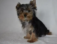 Bean, a male Yorkshire Terrier for sale in Fairfax, MO – Photo 2 of 3