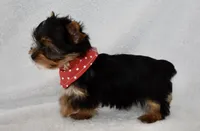 Bean, a male Yorkshire Terrier for sale in Fairfax, MO – Photo 2 of 4