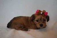 Harper, a male Havanese and Yorkshire Terrier for sale in Fairfax, MO – 4 of 4
