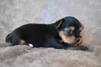 Mooney, a male Yorkshire Terrier for sale in Fairfax, MO – 2 of 3