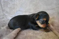 Mavrick, a male Yorkshire Terrier for sale in Fairfax, MO – 3 of 4