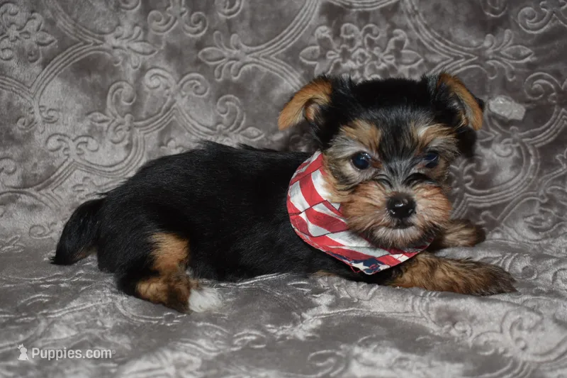Mason – Yorkshire Terrier puppy for sale in Fairfax, MO