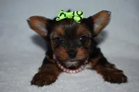 Nikki, a female Yorkshire Terrier for sale in Fairfax, MO – Photo 4 of 4