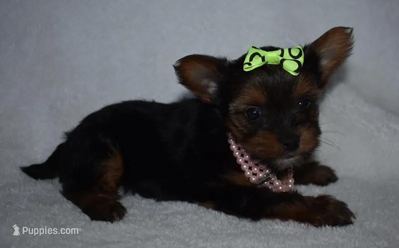Nikki, a female Yorkshire Terrier for sale in Fairfax, MO – Photo 1 of 4