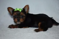 Nikki, a female Yorkshire Terrier for sale in Fairfax, MO – Photo 2 of 4