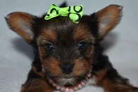 Nikki, a female Yorkshire Terrier for sale in Fairfax, MO – Photo 3 of 4