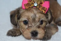 Harper, a male Havanese and Yorkshire Terrier for sale in Fairfax, MO – 3 of 4
