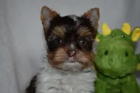 Parti Boy, a male Yorkshire Terrier for sale in Fairfax, MO – 2 of 5