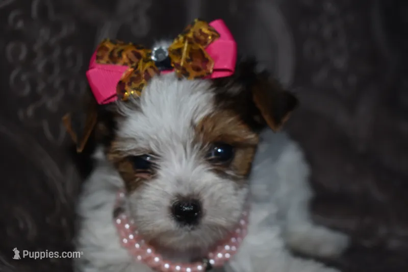 Sweet Girl – Yorkshire Terrier puppy for sale in Fairfax, MO