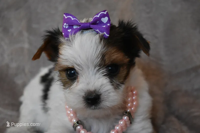 Sweet Girl – Yorkshire Terrier puppy for sale in Fairfax, MO