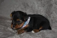 Happy, a male Yorkshire Terrier for sale in Fairfax, MO – 2 of 4