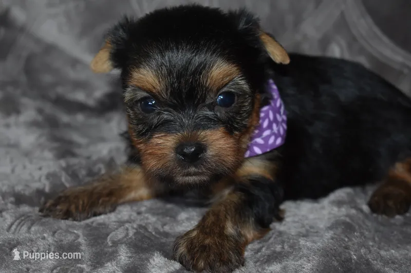 Mooney – Yorkshire Terrier puppy for sale in Fairfax, MO
