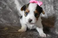 Gracelyn, a female Yorkshire Terrier for sale in Fairfax, MO – 5 of 5