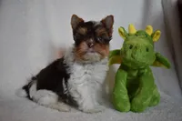 Parti Boy, a male Yorkshire Terrier for sale in Fairfax, MO – 3 of 5