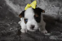 Sweet Girl, a female Yorkshire Terrier for sale in Fairfax, MO – 5 of 5