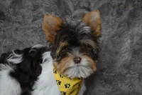 Parti Boy, a male Yorkshire Terrier for sale in Fairfax, MO – 3 of 4