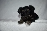 Howie, a male Havanese and Yorkshire Terrier for sale in Fairfax, MO – 4 of 4
