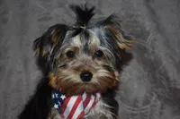 Mooney, a male Yorkshire Terrier for sale in Fairfax, MO – 4 of 4