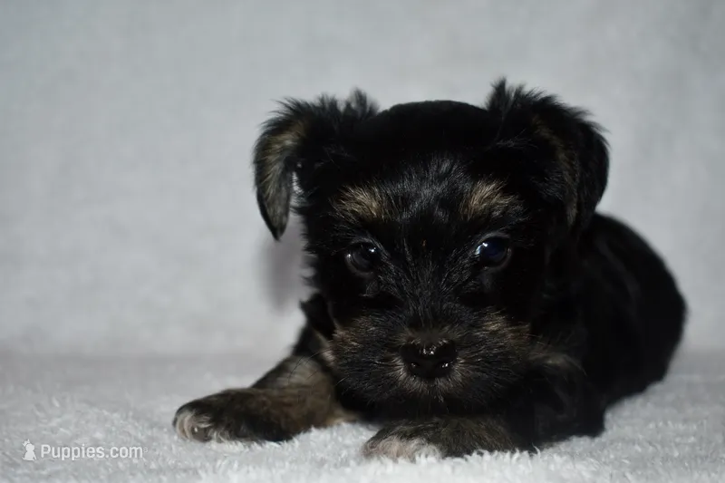Howie – Havanese, Yorkshire Terrier puppy for sale in Fairfax, MO