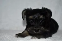 Howie, a male Havanese and Yorkshire Terrier for sale in Fairfax, MO – 1 of 4