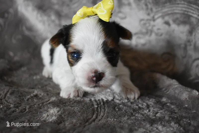 Sweet Girl – Yorkshire Terrier puppy for sale in Fairfax, MO