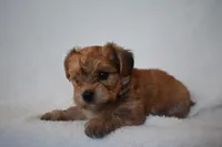 Happy, a male Havanese and Yorkshire Terrier for sale in Fairfax, MO – 3 of 4