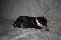 Kandy, a female Miniature Schnauzer and Yorkshire Terrier for sale in Fairfax, MO – 2 of 4