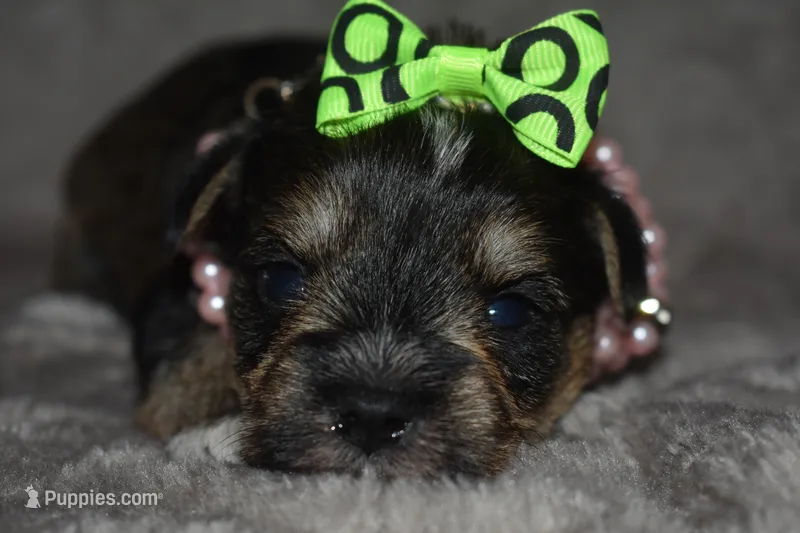 Kelly – Miniature Schnauzer, Yorkshire Terrier puppy for sale in Fairfax, MO
