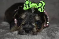 Kelly, a female Miniature Schnauzer and Yorkshire Terrier for sale in Fairfax, MO – 1 of 4