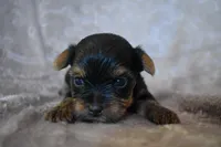 Mason, a male Yorkshire Terrier for sale in Fairfax, MO – 3 of 4
