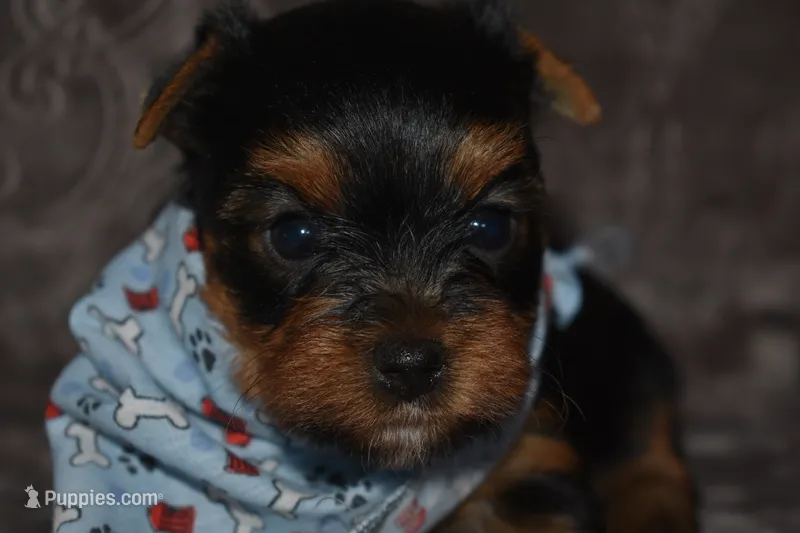 Mickey – Yorkshire Terrier puppy for sale in Fairfax, MO
